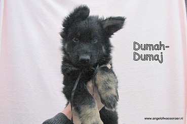 Dumah-Dumaj, ODH pup van7 wk